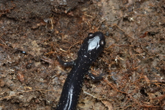 Plethodon chlorobryonis
