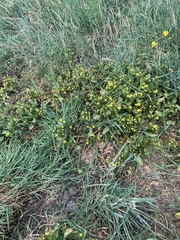 Ranunculus ophioglossifolius