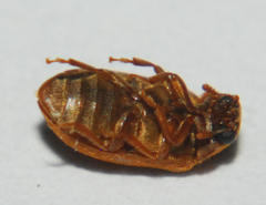 Byturus unicolor