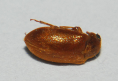 Byturus unicolor