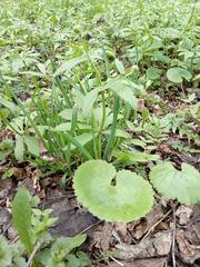 Ranunculus cassubicus