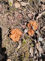 Gyromitra gigas
