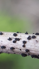Leptosphaeria acuta