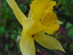 Narcissus
