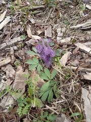 Corydalis solida