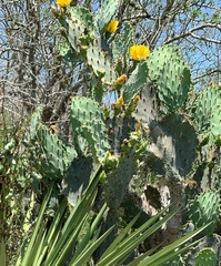 Opuntia alta