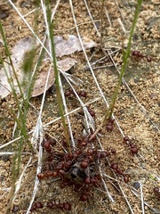 Pogonomyrmex comanche