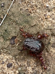 Pogonomyrmex comanche
