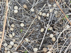 Sylvilagus cunicularius