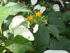 Mussaenda macrophylla