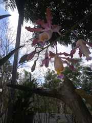 Myrmecophila tibicinis