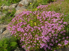 Thymus caucasicus