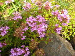 Thymus caucasicus