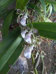 Encyclia cordigera