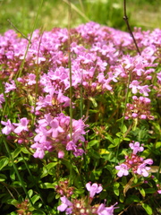 Thymus caucasicus