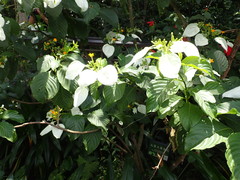 Mussaenda macrophylla