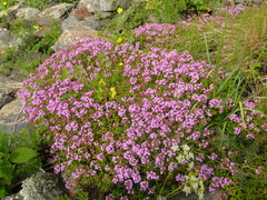 Thymus caucasicus