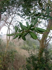 Psidium sartorianum