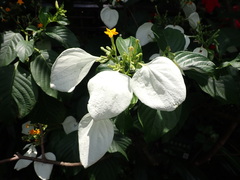 Mussaenda macrophylla