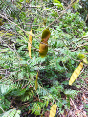 Piptadenia gonoacantha