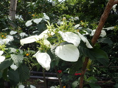 Mussaenda macrophylla