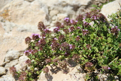 Thymus caucasicus