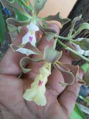 Encyclia cordigera