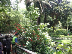 Mussaenda macrophylla