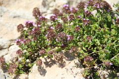 Thymus caucasicus