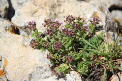 Thymus caucasicus