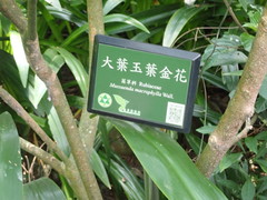 Mussaenda macrophylla