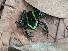 Phyllobates aurotaenia