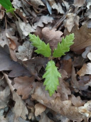 Dub cerový (Quercus cerris): pôvod a využitie — fotografia 3