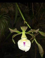 Encyclia cordigera
