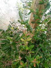 Psidium sartorianum