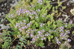 Thymus daghestanicus