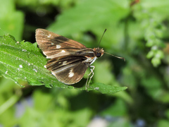 Vettius fantasos