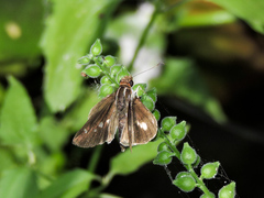 Vettius fantasos