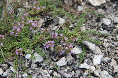 Thymus daghestanicus