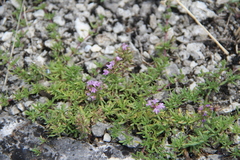 Thymus daghestanicus