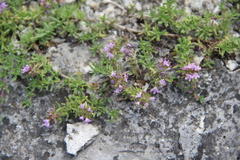 Thymus daghestanicus