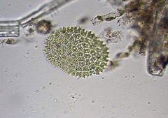Pseudopediastrum boryanum