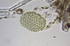 Pseudopediastrum boryanum