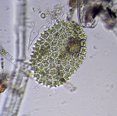 Pseudopediastrum boryanum