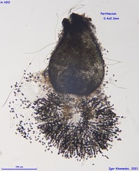 Schizothecium cervinum