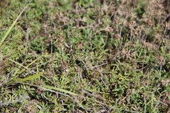 Thymus daghestanicus