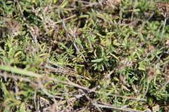 Thymus daghestanicus