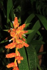 Guzmania multiflora