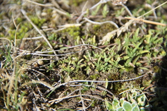 Thymus daghestanicus