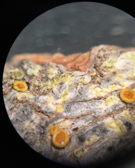 Caloplaca flavorubescens image